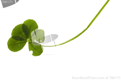 Image of Five Leaf Clover isolated on the white background