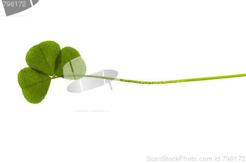 Image of Three Leaf Clover isolated on the white background