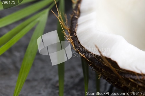 Image of coconut and palm leaf. exotic scene