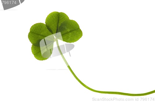 Image of Four Leaf Clover isolated on the white background