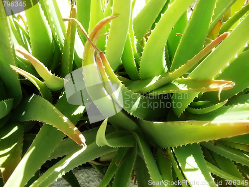 Image of Close Up Aloe Vera Plant 
