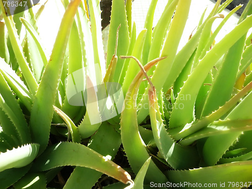 Image of Close Up Aloe Vera Plant 