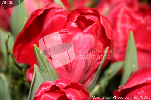 Image of Tulip