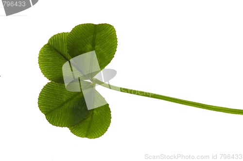 Image of Four Leaf Clover isolated on the white background