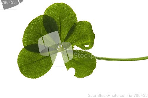 Image of Five Leaf Clover isolated on the white background