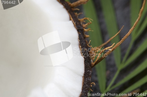 Image of coconut and palm leaf. exotic scene