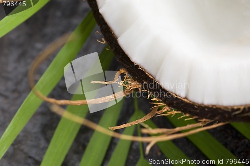 Image of coconut and palm leaf. exotic scene