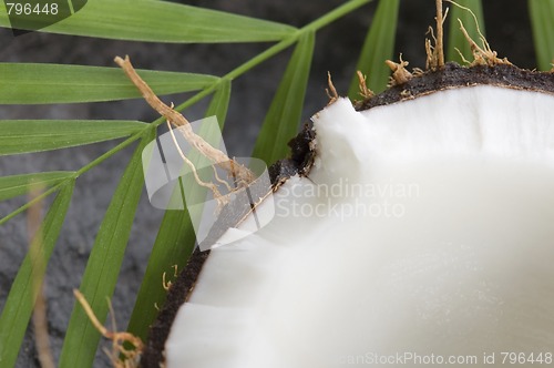 Image of coconut and palm leaf. exotic scene