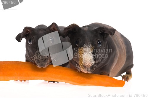 Image of skinny guinea pigs with carrot on white background