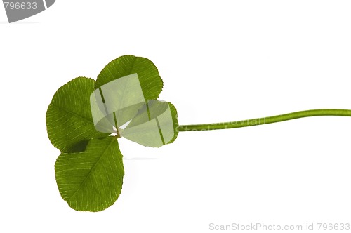 Image of Four Leaf Clover isolated on the white background