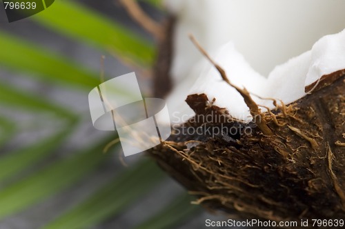 Image of coconut and palm leaf. exotic scene