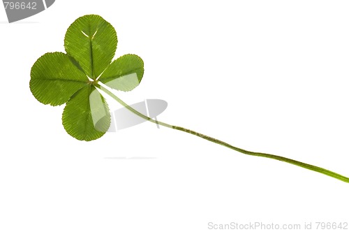 Image of Four Leaf Clover isolated on the white background