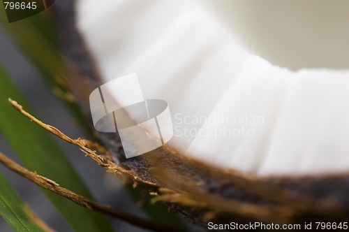 Image of coconut and palm leaf. exotic scene