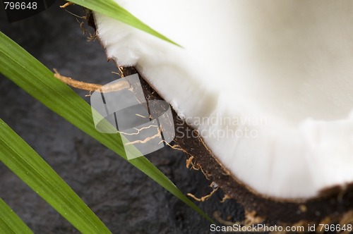 Image of coconut and palm leaf. exotic scene