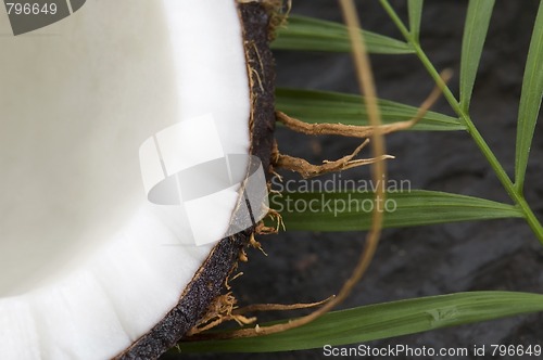 Image of coconut and palm leaf. exotic scene