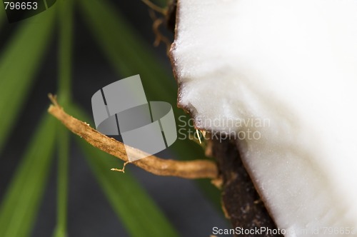 Image of coconut and palm leaf. exotic scene