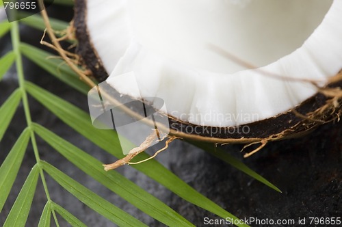 Image of coconut and palm leaf. exotic scene