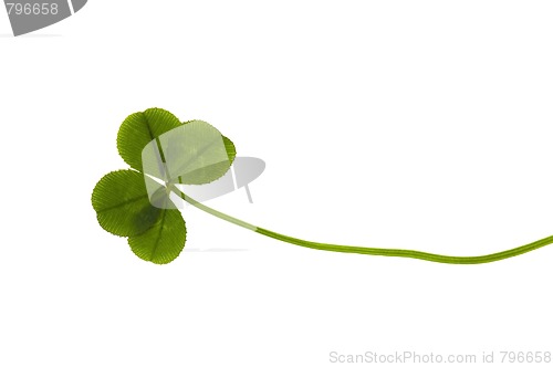 Image of Four Leaf Clover isolated on the white background