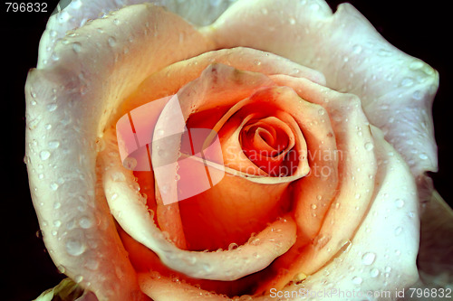 Image of rose