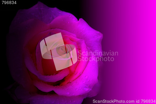 Image of rose