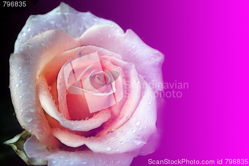 Image of rose