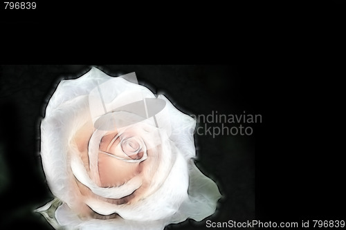 Image of rose