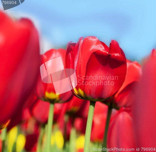 Image of red tulips