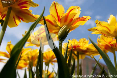 Image of Tulips Victoria