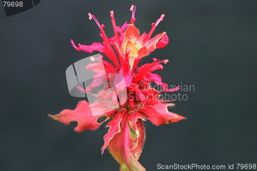 Image of monarda