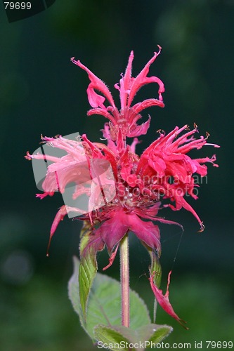 Image of monarda