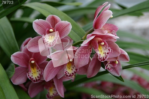 Image of cymbidium