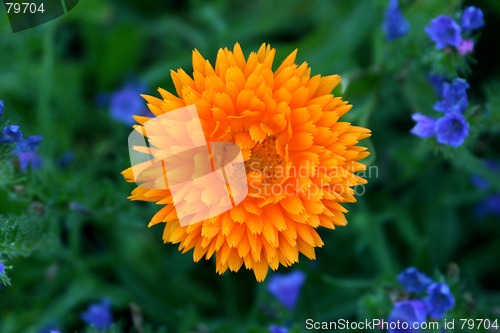 Image of calendula