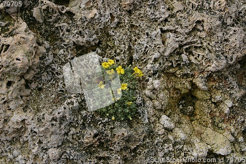 Image of saxifraga