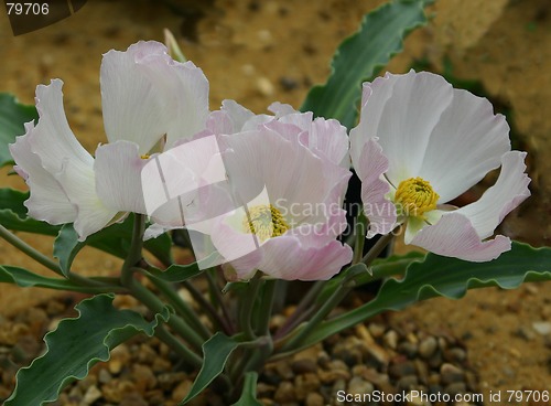 Image of anemone