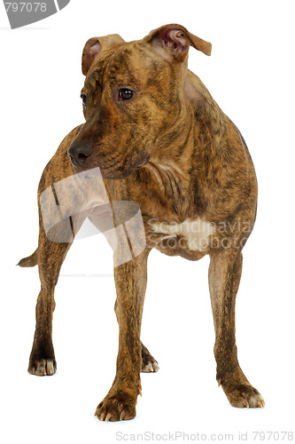 Image of Dog on a white clean background