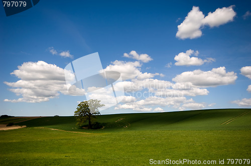 Image of Tree on hill