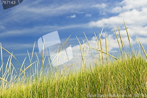 Image of Tall grass on sand dunes