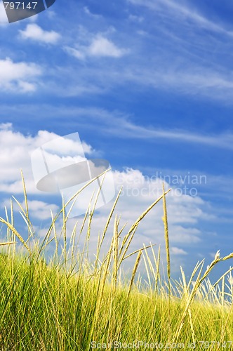 Image of Tall grass on sand dunes