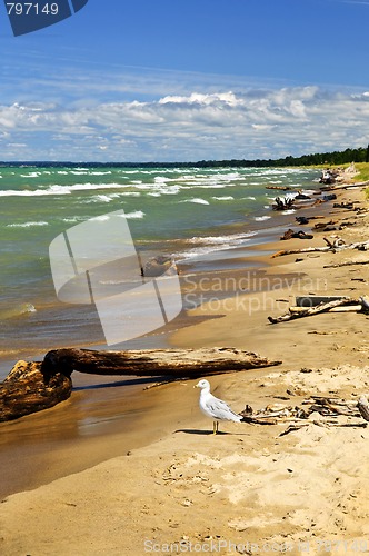 Image of Beach with driftwood