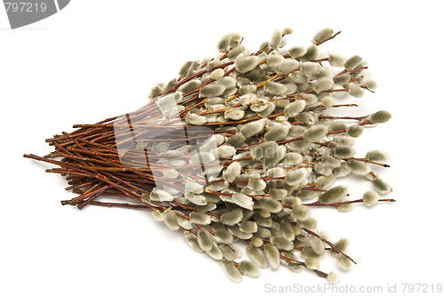 Image of Catkins