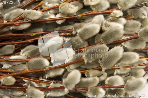 Image of Catkins