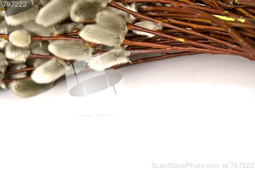 Image of Catkins