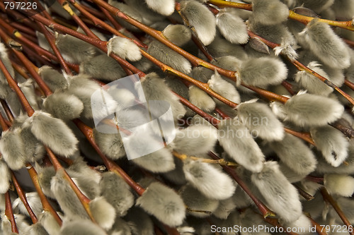 Image of Catkins