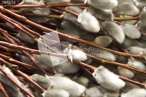 Image of Catkins