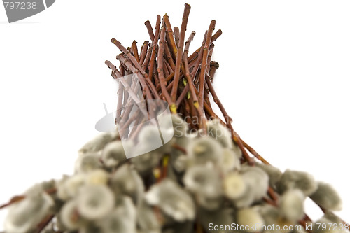 Image of Catkins