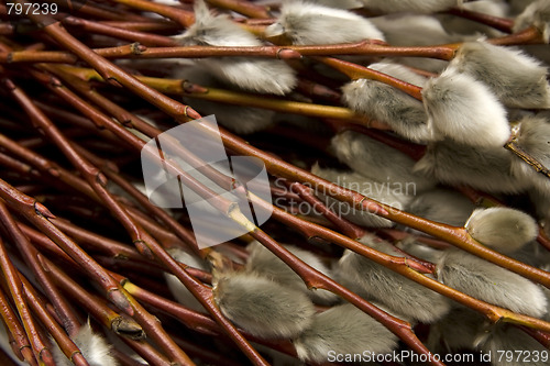 Image of Catkins