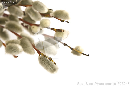 Image of Catkins