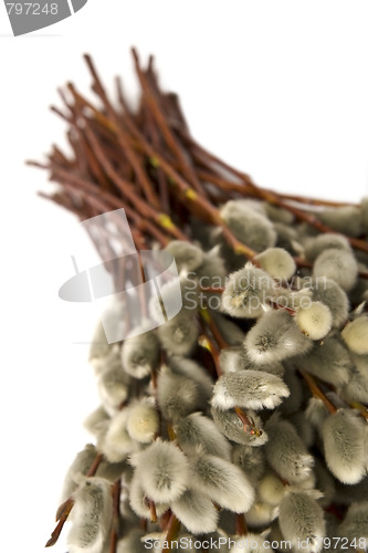 Image of Catkins