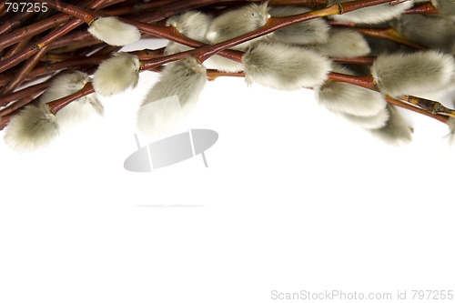 Image of Catkins