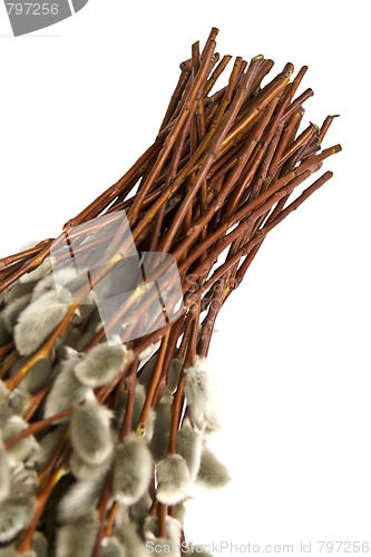 Image of Catkins